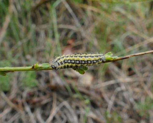 Réf. 231 465 : Heterogynis penella